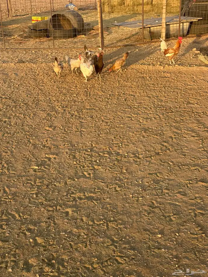 دجاج للبيع 6