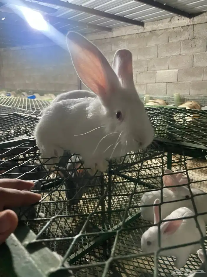 انتاج فلاندر 6