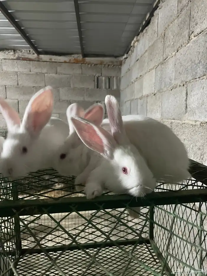 انتاج فلاندر 1