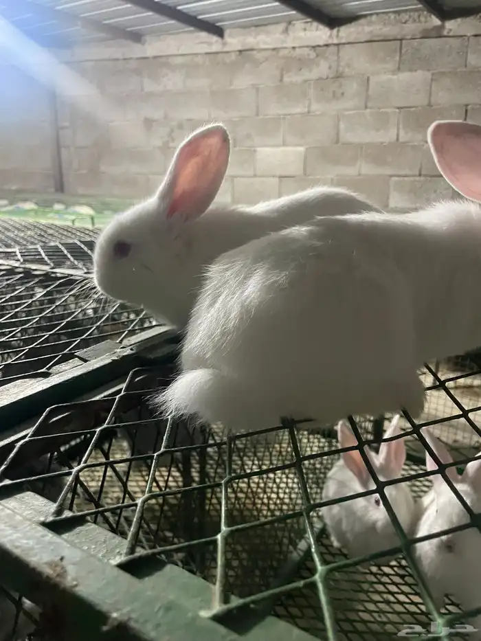 انتاج فلاندر 5