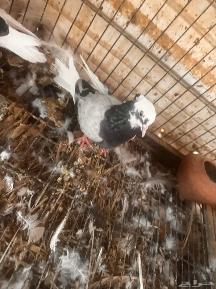 جوز ايراني 1