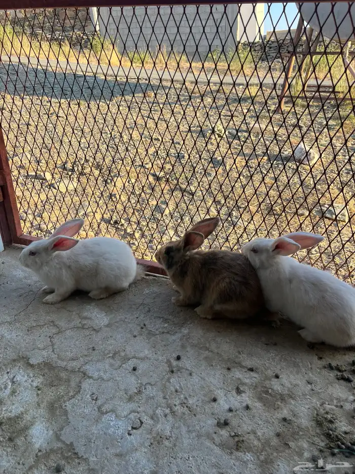 أرانب للبيع 0