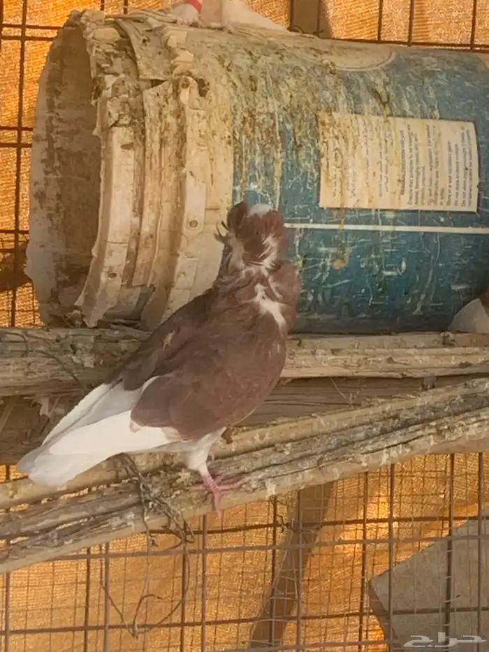 البيع حمام بلجيكي 14