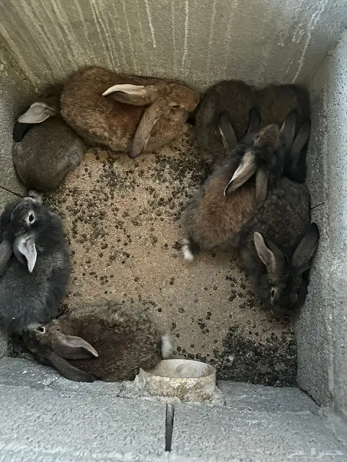 ارانب شانشيلا للبيع 3