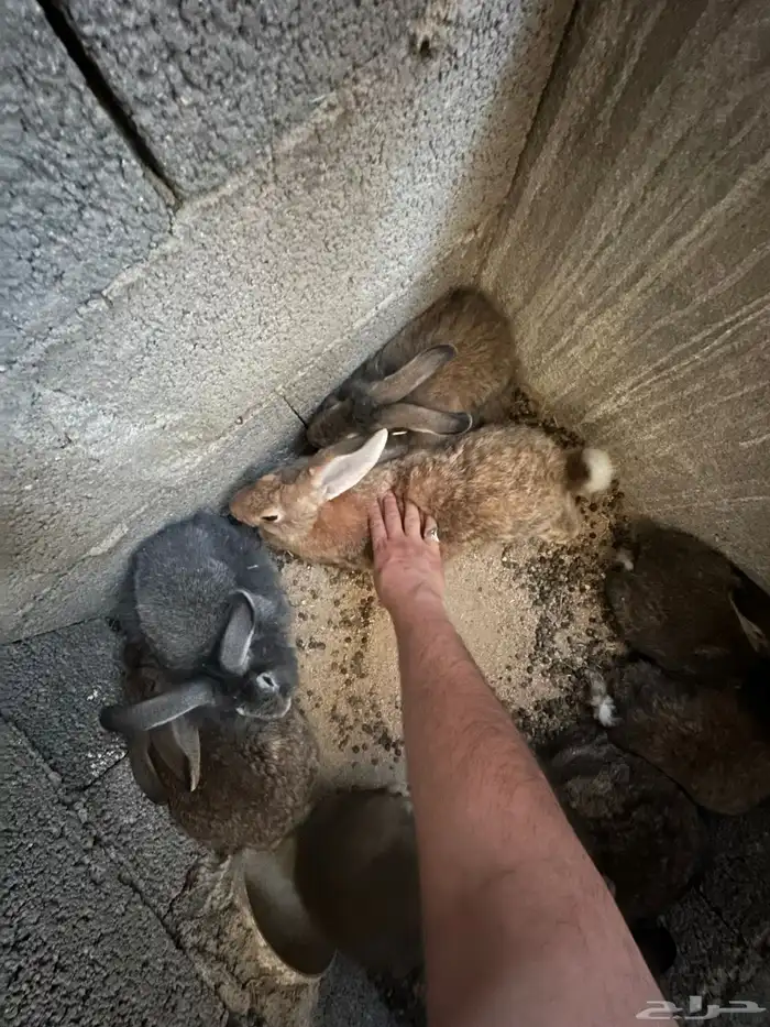 ارانب شانشيلا للبيع 2