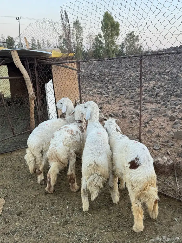 طليان 1