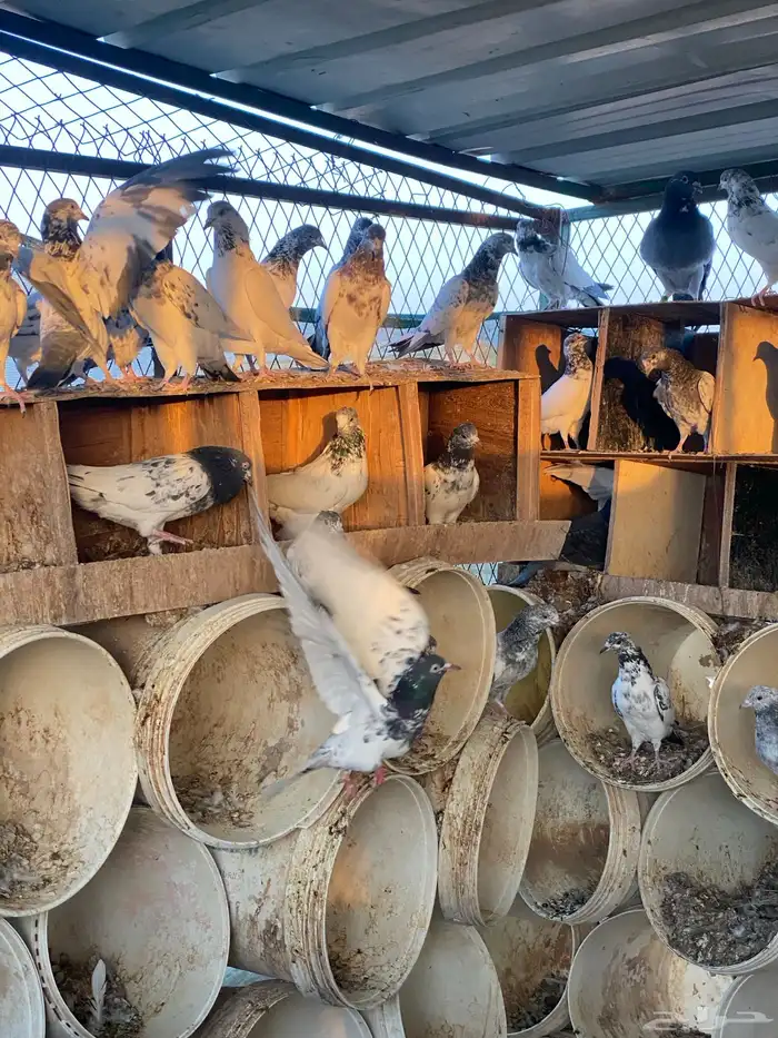 حمام باكستاني اعمار صغيره شباب 19