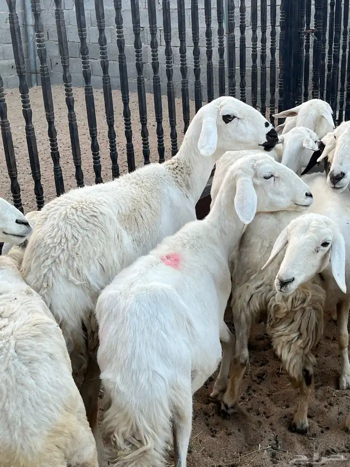 ضان ولد تم البيع 0