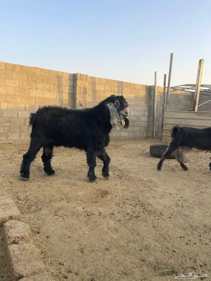 للبيع تيس عارضي 1