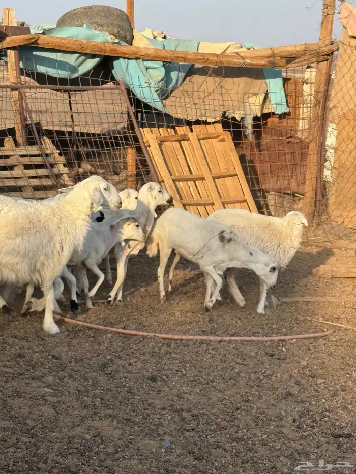 رخال رفيد 0