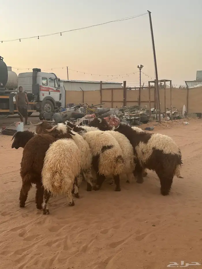 نعيمي ذبايح 3