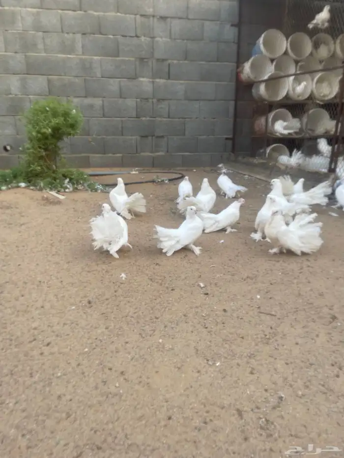 حمام هندي 2