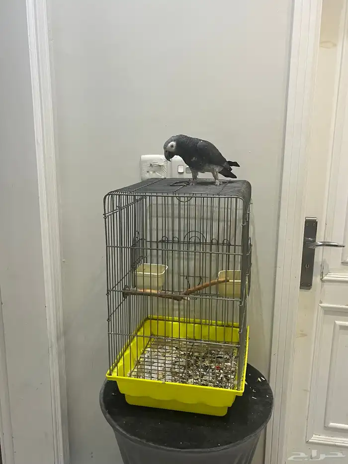 السلام عليكم 9