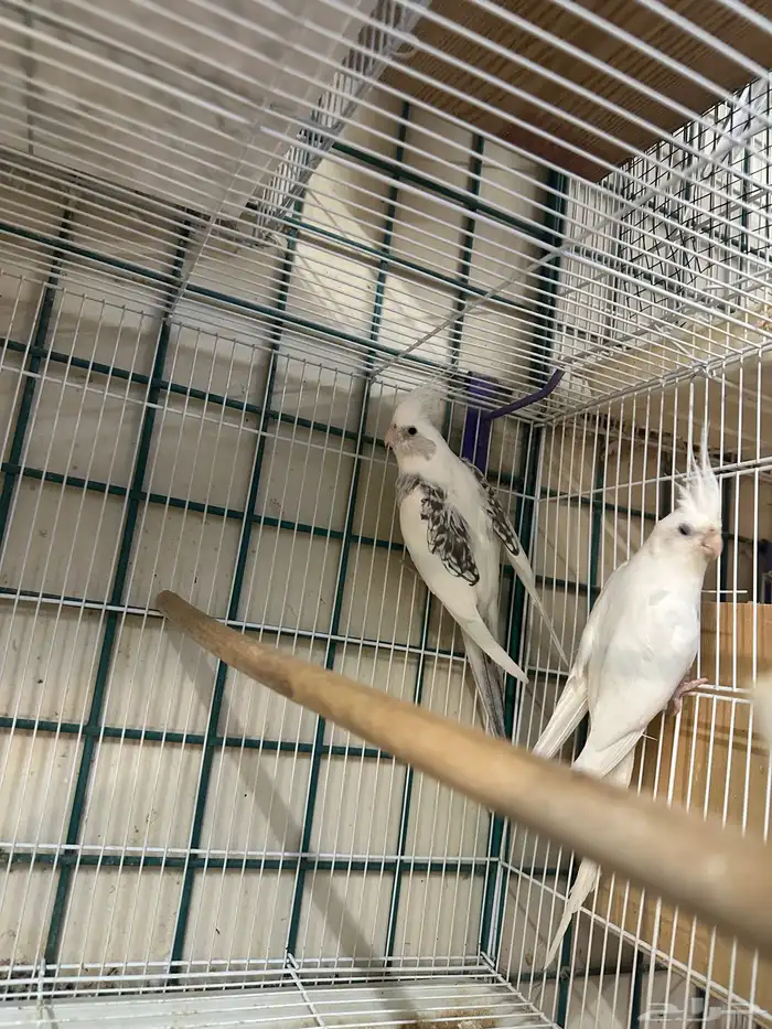 زوج كروان مستوى فخم منتج تم البيع 3