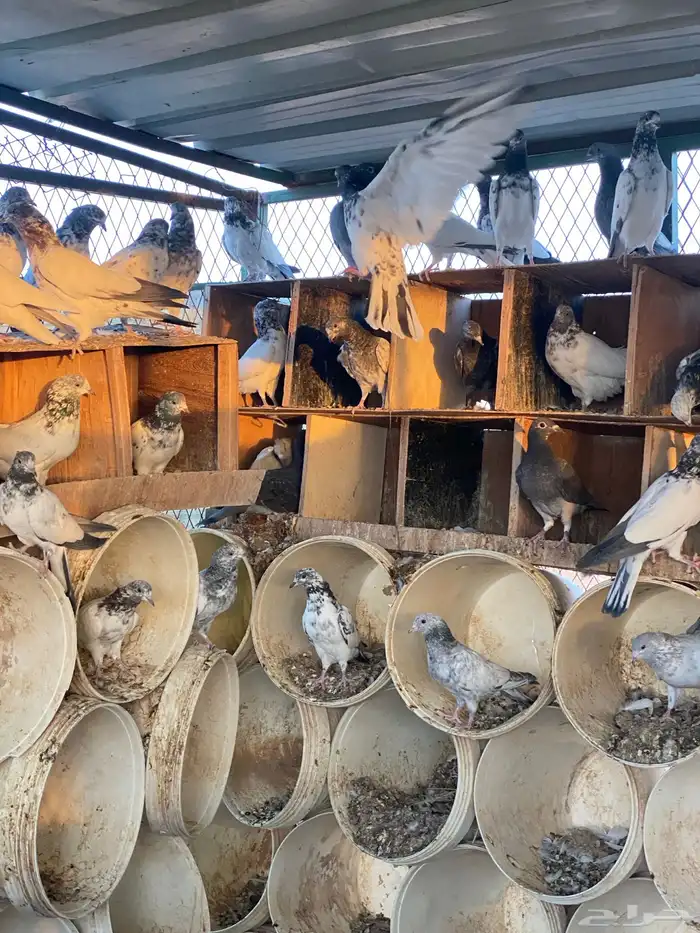 حمام باكستاني اعمار صغيره شباب 20