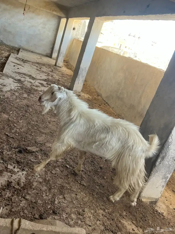 تيس فحل مشروط 3