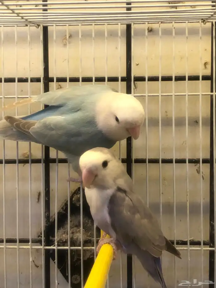 للبيع طيور روز 5