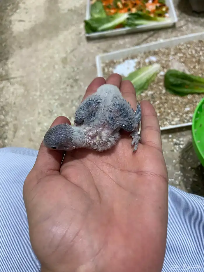 فروخ روز   16 يوم تقريبا 1