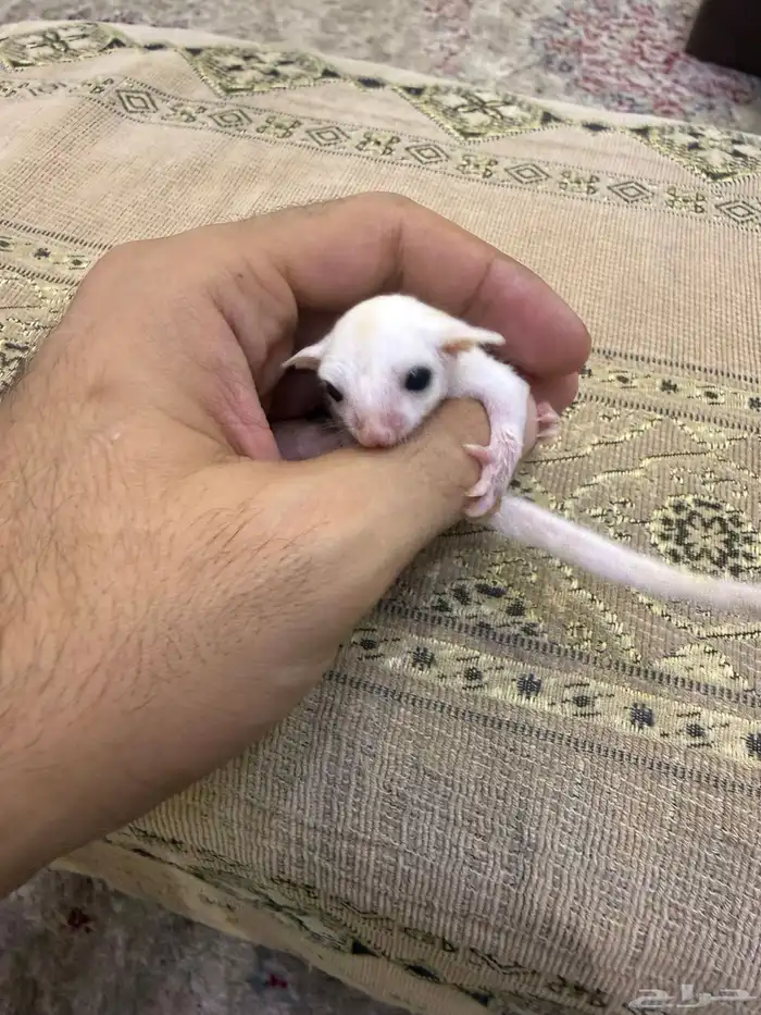 سنجاب شوقر قلايدر او الطائر 0