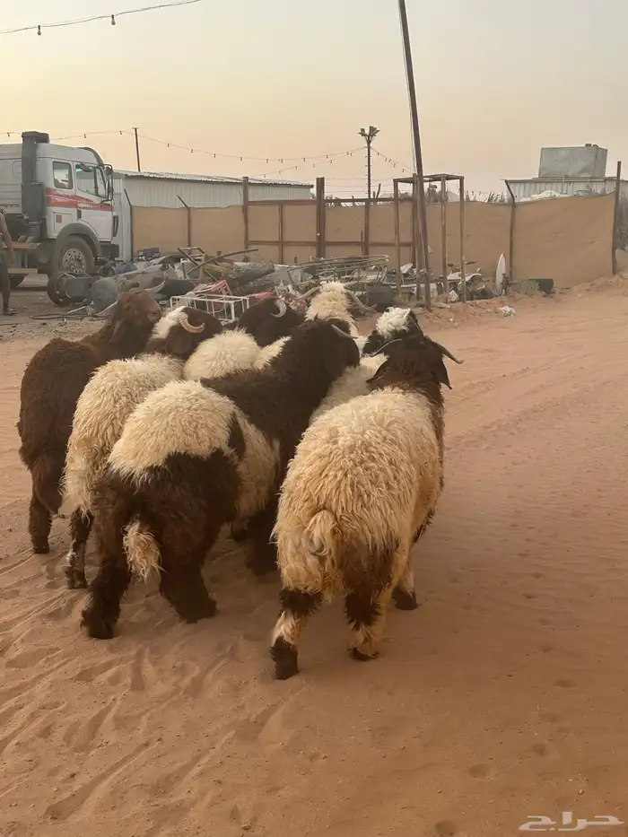 نعيمي ذبايح 2