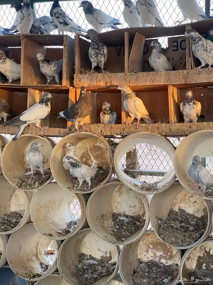 حمام باكستاني اعمار صغيره شباب 16