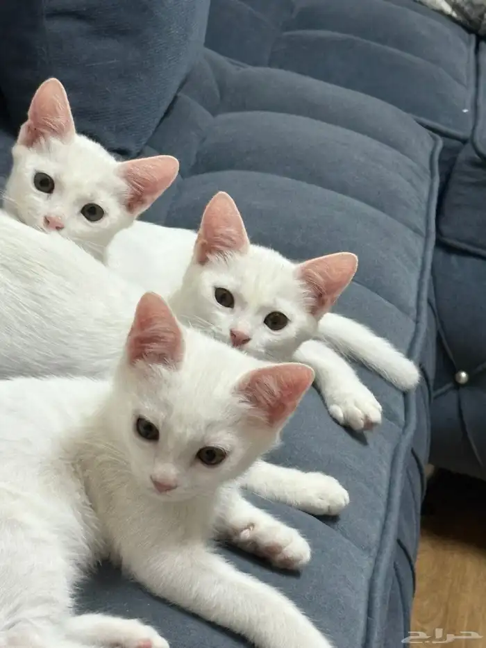 قطط للتبني 1