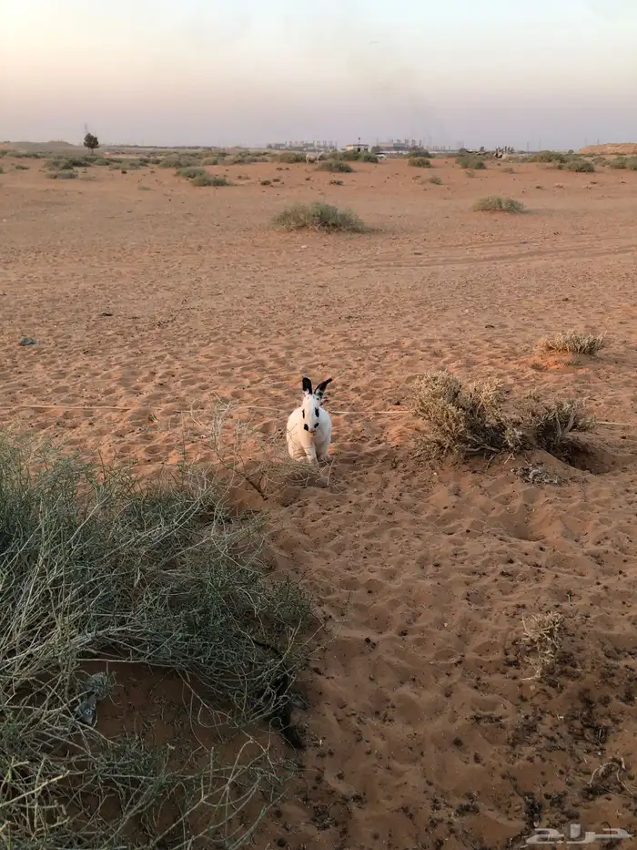 ذكر ارنب بابون 2