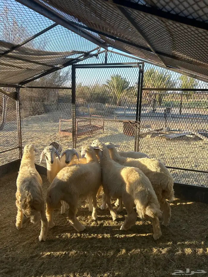 ذبايح طليان ورخال حريات وكايفه 0