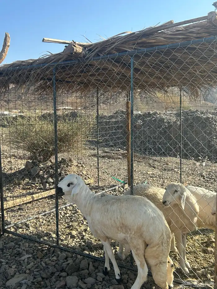 للبيع طلي ساكني جذع كايف 3