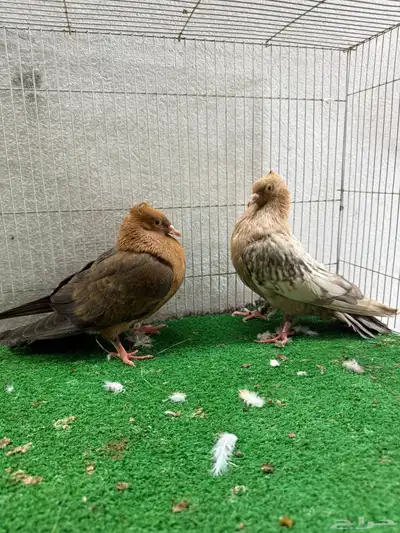 حمام زينه index