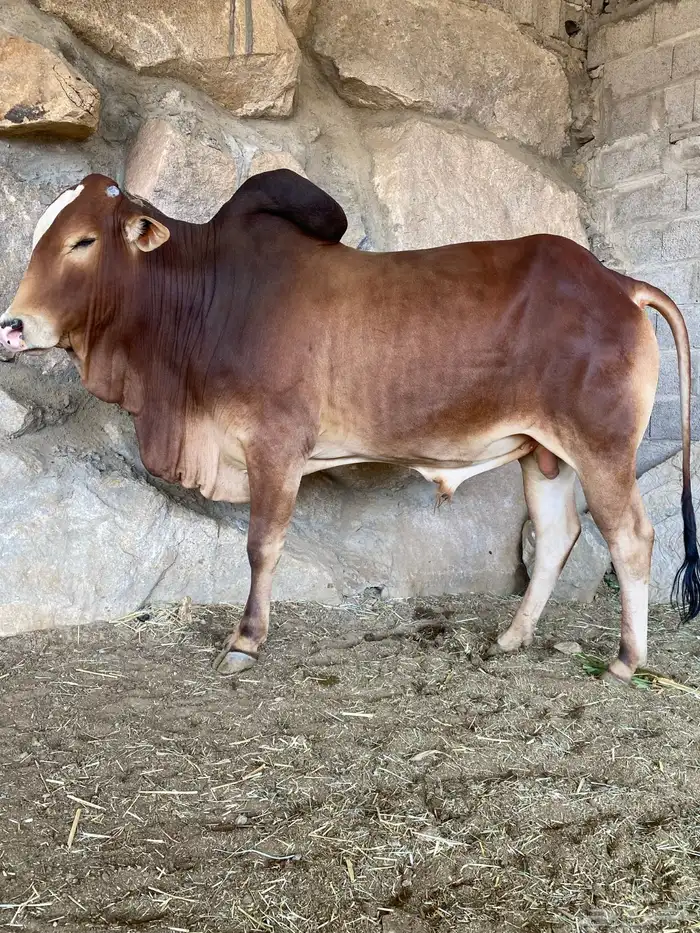 ثور فحل مطلع الثنيه 4