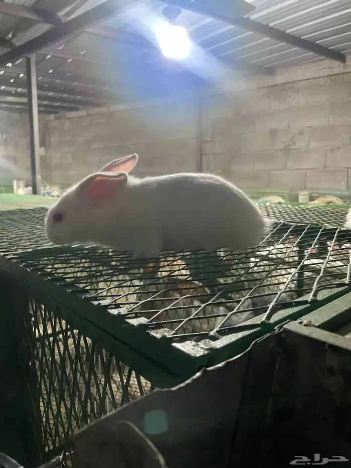 انتاج فلاندر 17