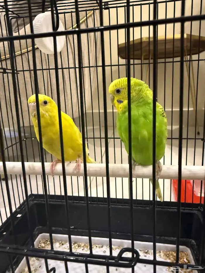 طيور زينه للتربيه 4