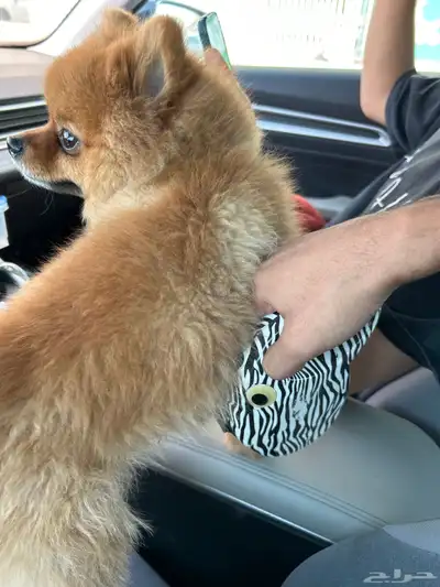 كلب مستورد من اكرونيا العمر سنتين index