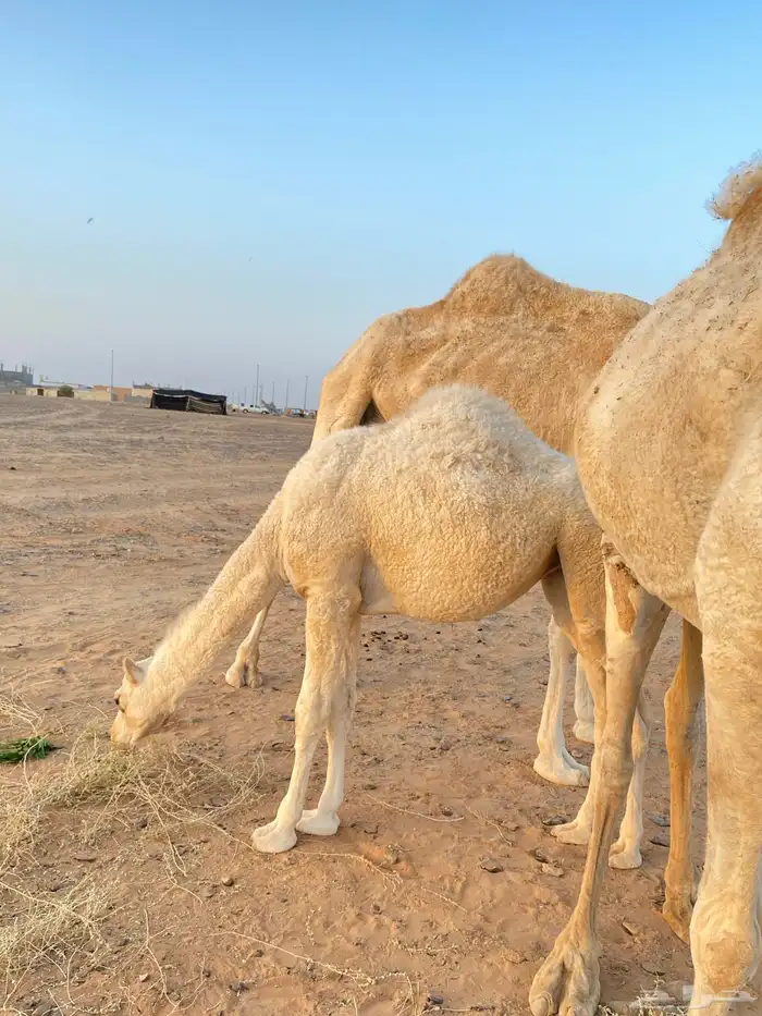 بكره مخلوله ترضع أمه 0