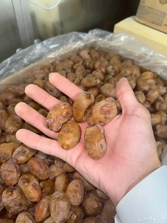 تمر خلاص اشيقر 12