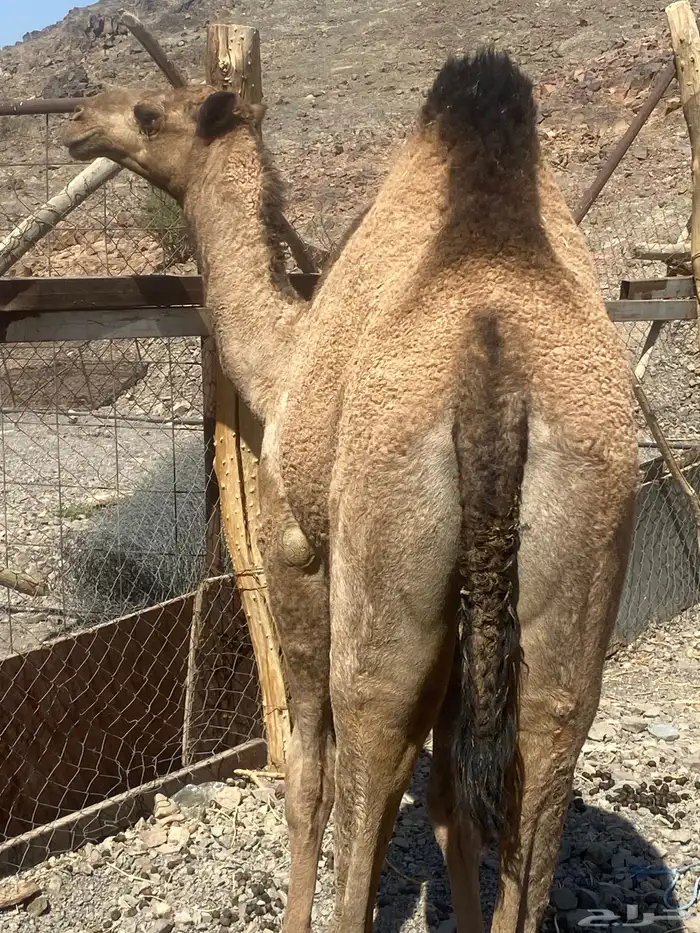 بكره صفر كفو تم البيع 0