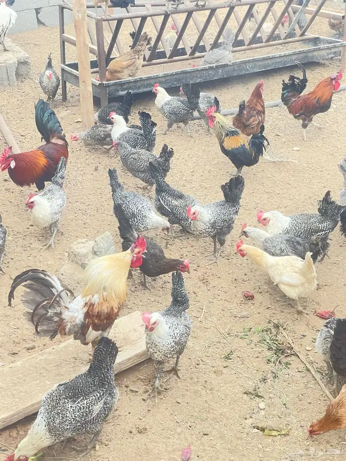 دجاج بلدي 1
