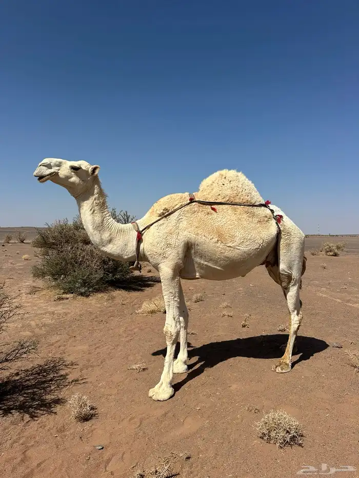 ناقه لقحه كفو وطيبه 4