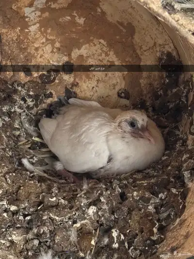 4 اجواز و فردتين مهجن بلدي على فرنسي index