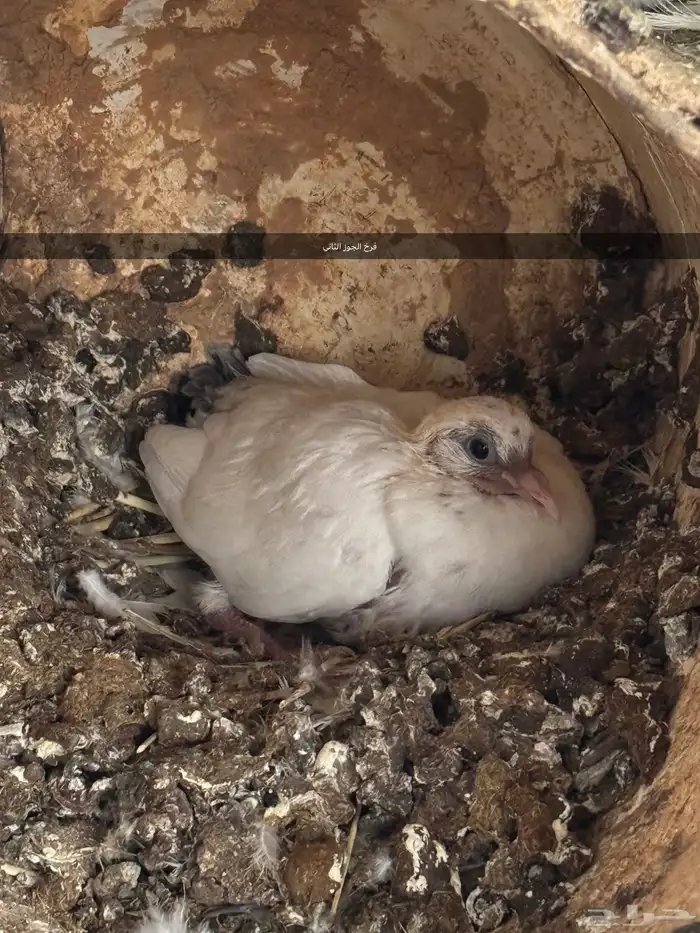 4 اجواز و فردتين مهجن بلدي على فرنسي 5