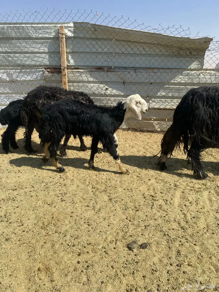 نجد متابيع 0