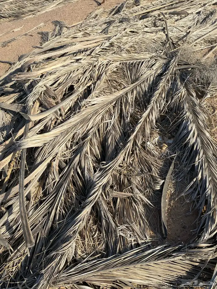 جريد نخل ( سعف ) كمية كبيرة 0