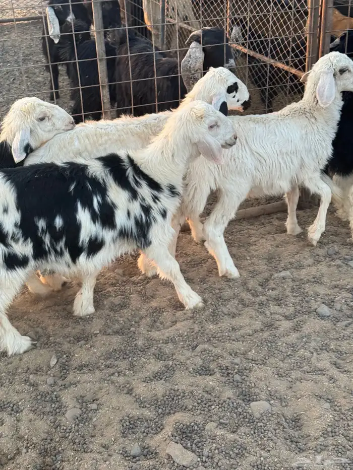 4 خرفان ورخل 4