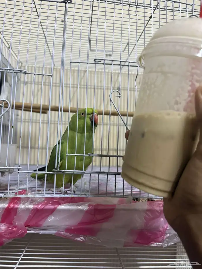 للبيع انثى دره هنديه متكلمه و طالبه تزاوج 0