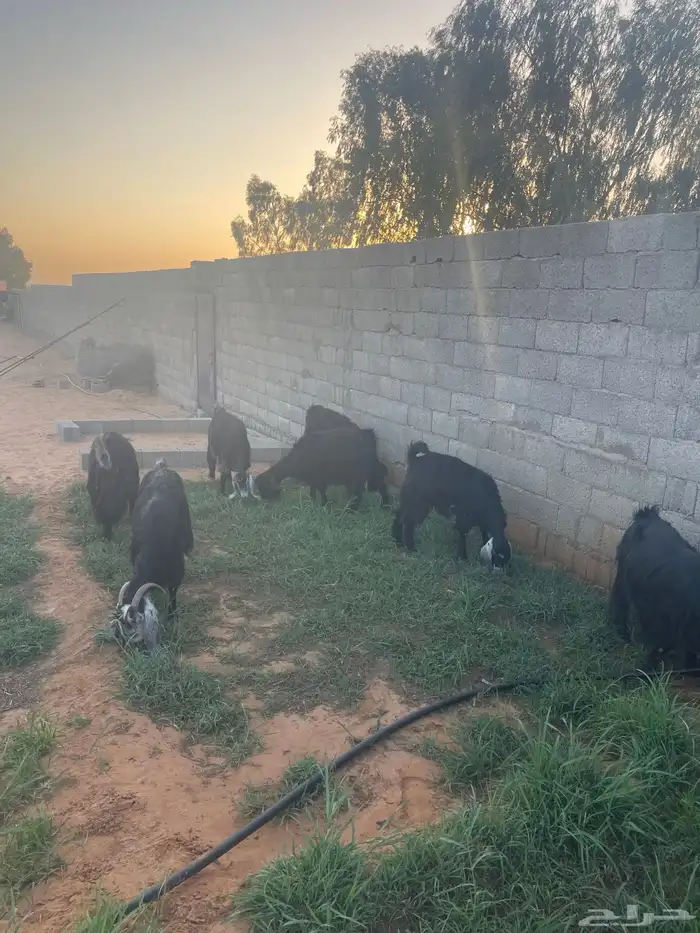 معزاء عوارض عدد 9 بدون التيس 2