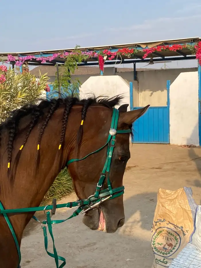 يوجد لدينا ايواء خيل المنطقه جده الغولاء على طريق عسفان 0