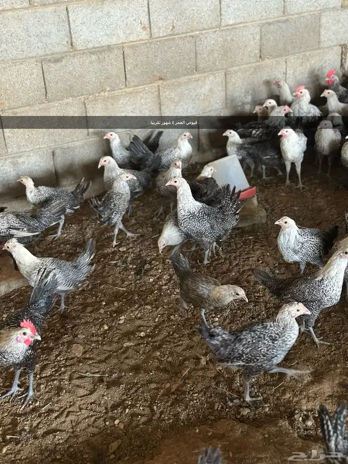 مشروع للبيع دجاج فيومي  دجاج براهما 10