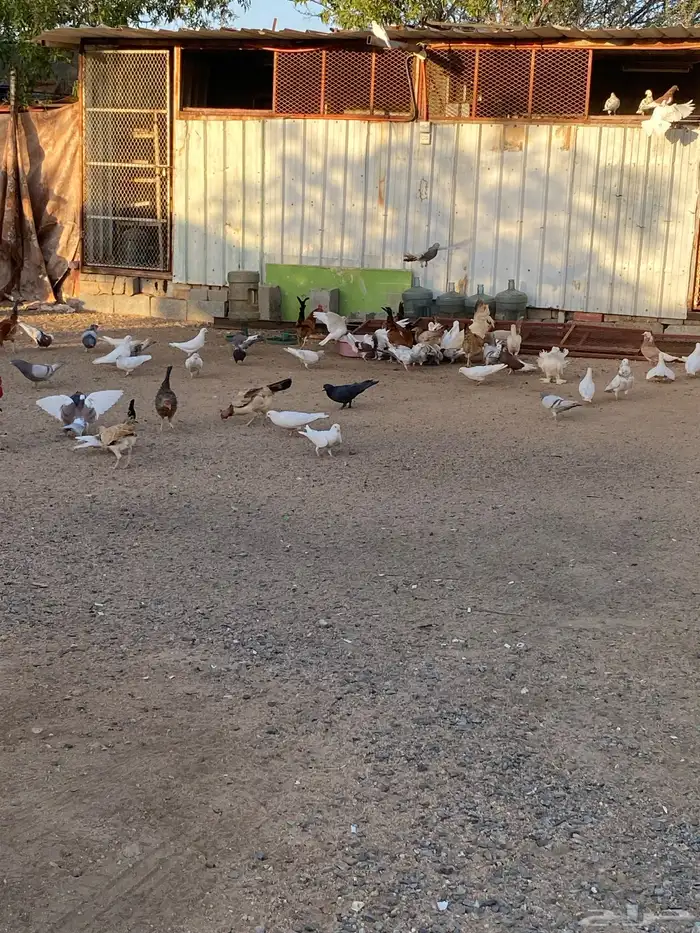 حمام فرنسي بلجيكي صنعاني 1