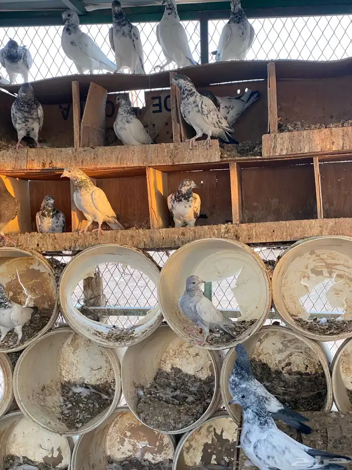 حمام باكستاني اعمار صغيره شباب 17